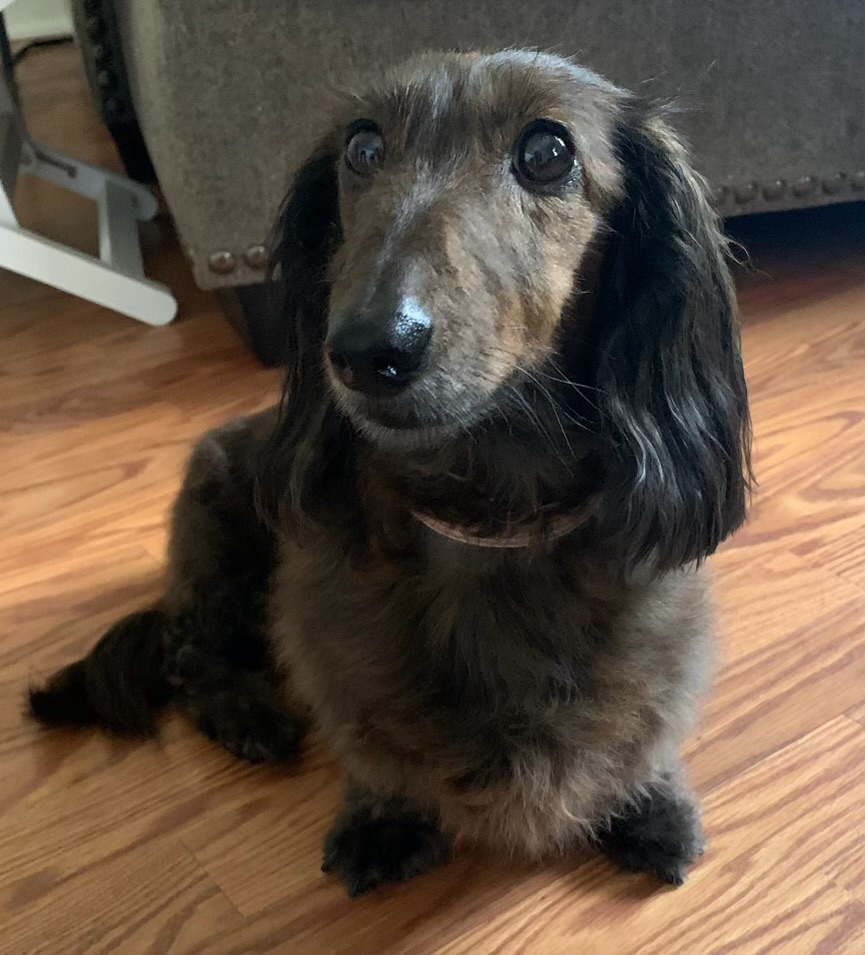 Remy, the miniature longhaired Dachshund that serves as our chief barking officer